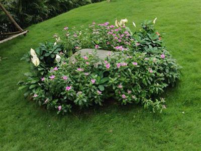 Top 100+ loại cây trồng đẹp, phong thuỷ, cách trồng cây sân vườn