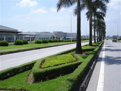 Cây sân vườn Công ty khu vực Bình Xuyên, Phú Thọ