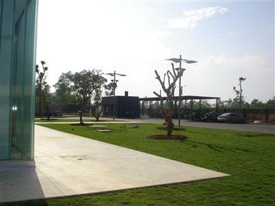 Cây cảnh lưu niệm