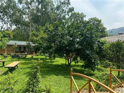 Cây cảnh bóng mát