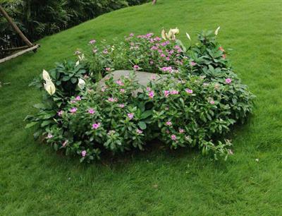 Cây trồng thảm, hàng rào