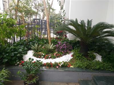 Cây cảnh vạn tuế