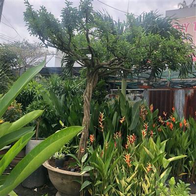 Cây cảnh thân gỗ, cổ thụ