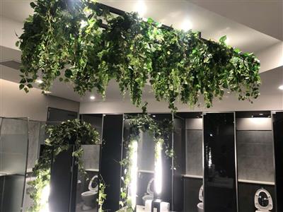 Cây dây leo, cây treo tường