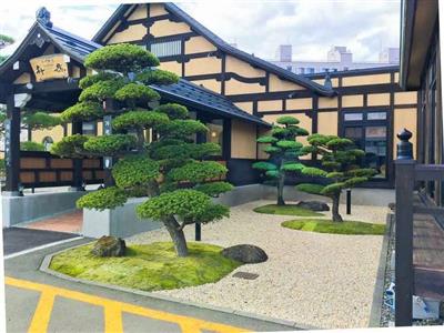 Cây Tùng Nhật Bản