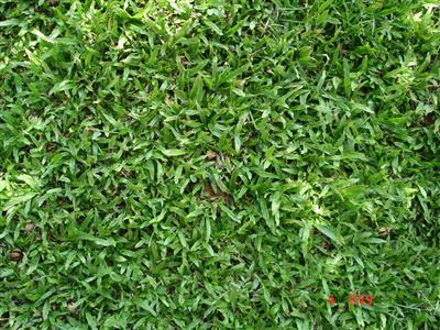 Các loại cỏ lá nhỏ, lá to, thảm cỏ