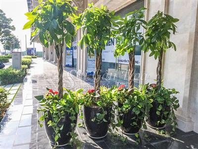 Cây cảnh thân mềm, cỡ vừa và nhỏ