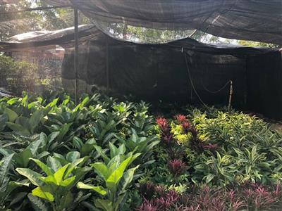 Cây trang trí thân mềm tại vườn ươm