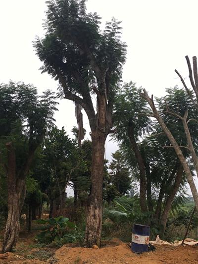 Cây thân gỗ vườn ươm