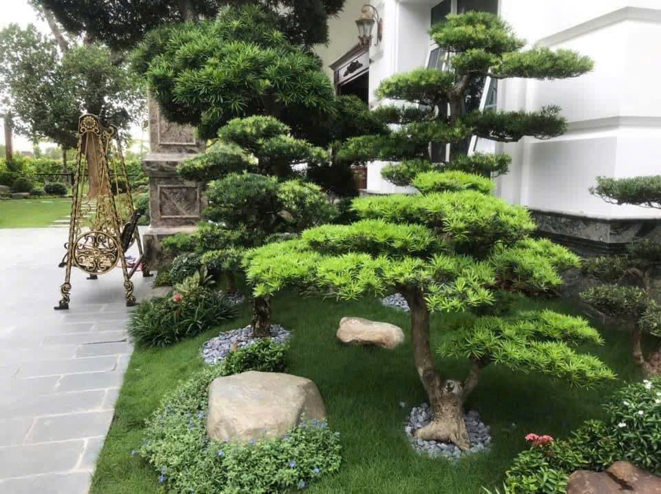 Cây công trình cảnh quan biệt thự - biệt phủ - resort