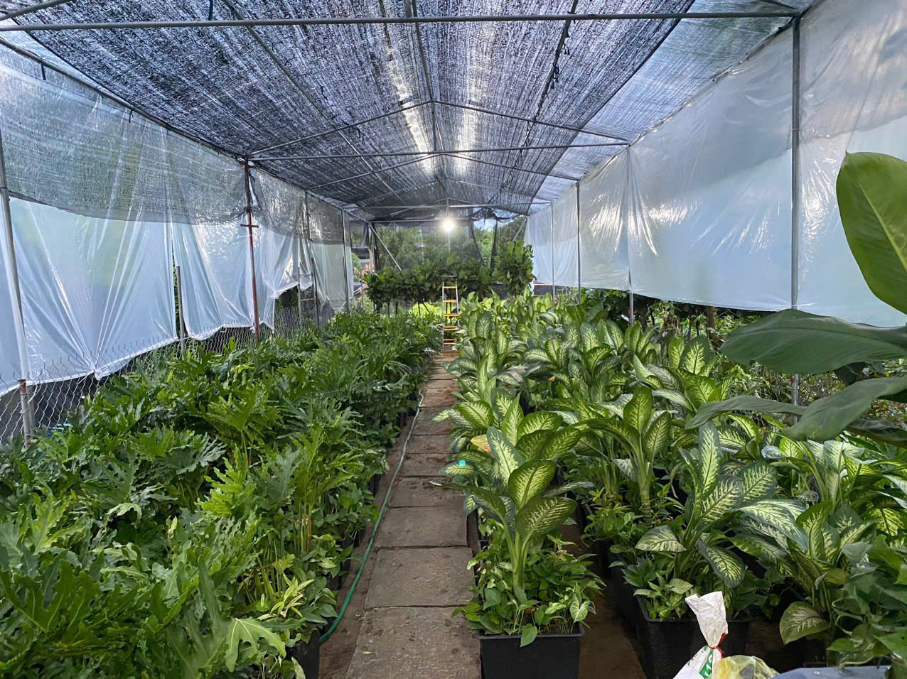 Sản phẩm cây khác