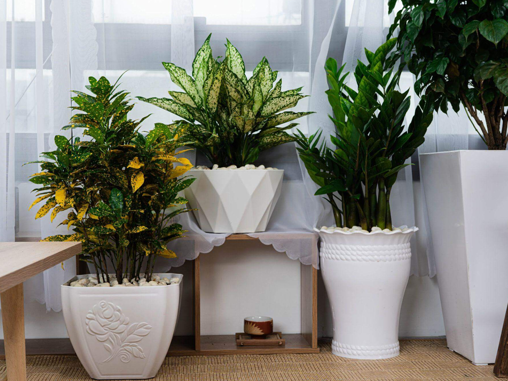 Sản xuất và cung cấp các mẫu chậu cây