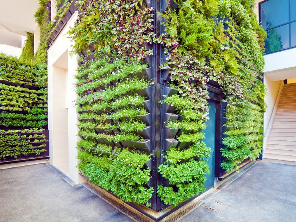 Thiết kế và thi công vườn đứng thông minh