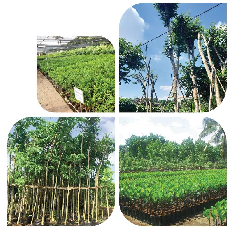 Hệ thống vườn ươm